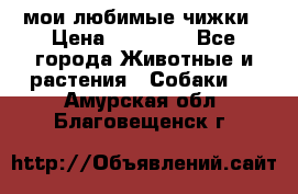 мои любимые чижки › Цена ­ 15 000 - Все города Животные и растения » Собаки   . Амурская обл.,Благовещенск г.